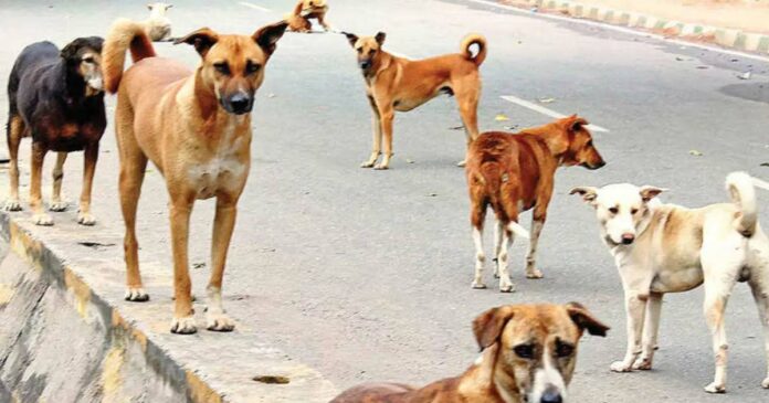 Stray dog ​​attacks again in the state; Mother and daughter bitten in Thrissur