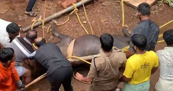 In Malappuram, buffalo fell into a well 40 feet below! The fire force brought out the buffalo safely