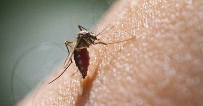 Two deaths due to dengue; The number of people who sought treatment crossed 2 lakh