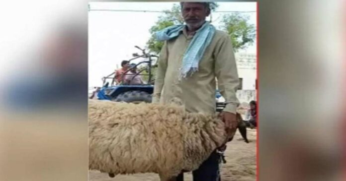 Number '786' on stomach; The goat herdsman who owns the goat won't sell it at Rs 1 crore