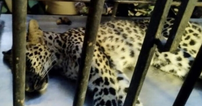 Expert treatment for leopard seen in ailing state in Palakkad Ailur; May be shifted to Thrissur today