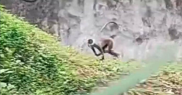 Hanuman monkey jumped out of the zoo again? Search in Kuravankonam and Ambalamuk areas