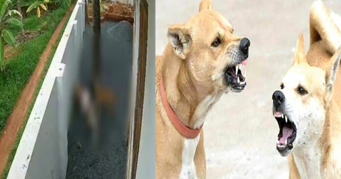 Muzappilangad Street dog Attack; Nine-year-old woman's wounds cannot be stitched! Risk of infection, under special observation for three days