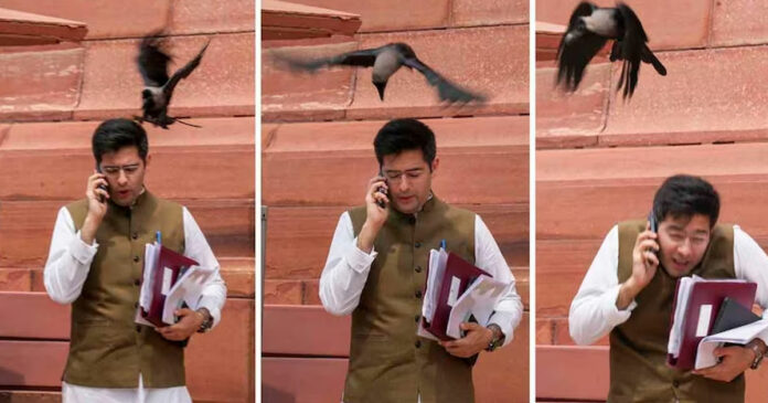 The picture of Aam Aadmi Party MP Raghav being carved by a crow has gone viral