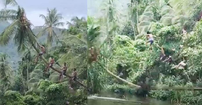 climbed a leaning coconut tree to jump into the river; Four youths were saved by accident