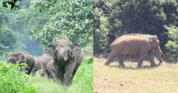 4 months today since Arikomban was smuggled from Chinnakanal to the wild; The Tamil Nadu Forest Department said that Komban has a new family and friends