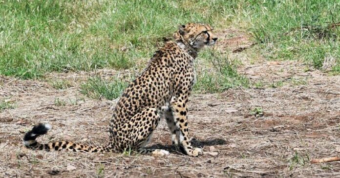 Sooraj also left after Tejas; One more of the cheetahs brought to India from Africa has died; Eight dead so far!
