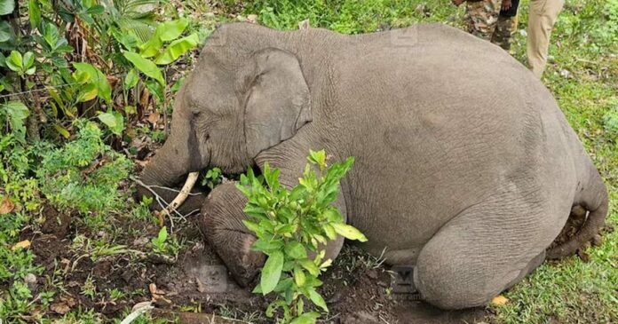 Wild elephant fell in Sholayur; The body was found near an electric fence