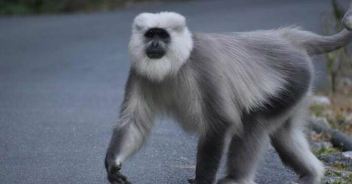 Hanuman the monkey who jumped from the zoo disappeared; He has been missing for four days