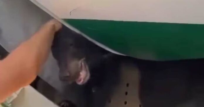 Bear first! A bear cub flown from Baghdad to Dubai was also torn apart and jumped outside; The video went viral