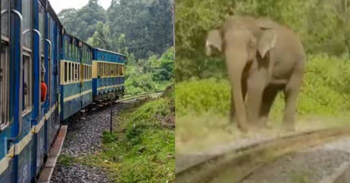 Elephant on the track! Ooty train journey delayed; Tourists took video and pictures of the elephant