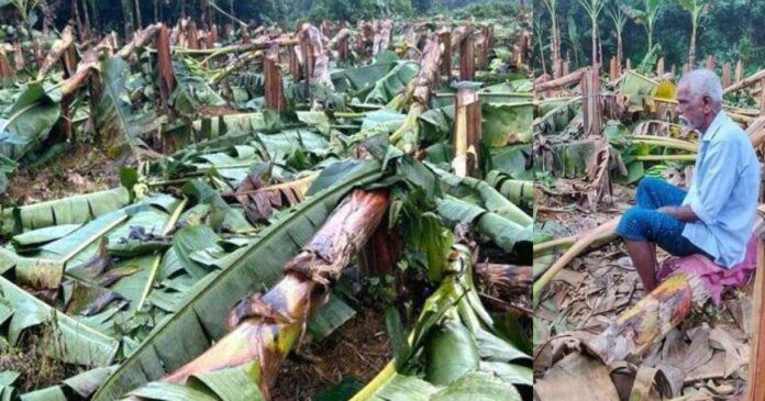 Banana cutting by KSEB; The Human Rights Commission has taken up the case on its own initiative and has been directed to give an explanation within 15 days