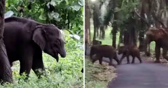A rare cub without a trunk without being caught by the forest guards; Dr. said that it is not easy to catch the baby elephant as it stays with the herd. Ashoka; Officials are about to install a camera in the area