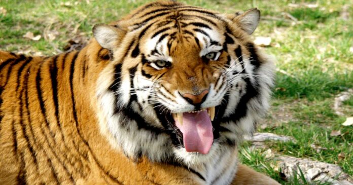 It is suspected that the tiger has also landed on the salt flat; Footprints suspected to be those of a tiger were found in the farm; The forest department has moved to install a surveillance camera in the area