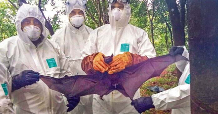The state trembles in the fear of Nipah; The saliva of 30 people was also sent for testing; Central team will visit affected areas today; A high-level meeting will be held today under the leadership of the ministers