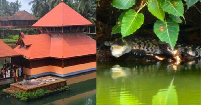 Babiya, the crocodile in the temple pool, which was a wonder for the devotees, has a successor in the same pool! One year after Babia's death, another mule was found! Amazing Manjeswaram Ananthapuram Maha Vishnu Temple