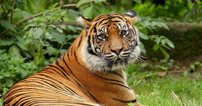 One person died in a tiger attack in Wayanad Mudakolli! The corpse was half eaten