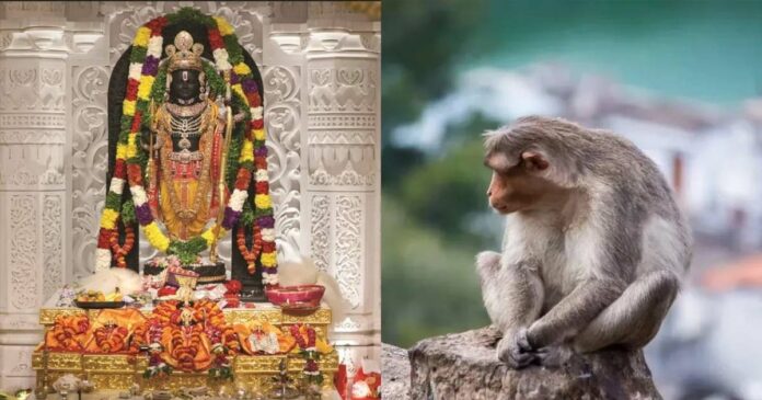 Monkey in the shrine of Ayodhya! Temple Trust released information through social media! Devotees say that Hanuman Swamy has come to meet Ramlalla