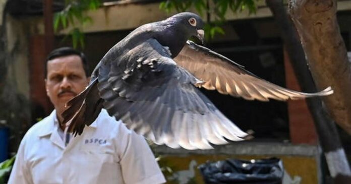 It is not the spybird of China! Lost racing bird! Pigeon arrested on suspicion of spying released by Mumbai Police