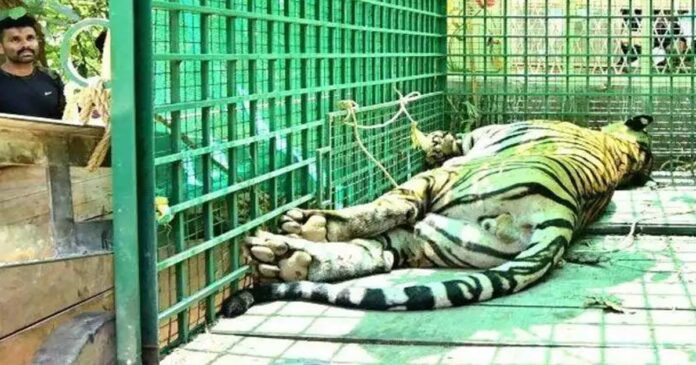 Big fall? The tiger that drugged Kotiyur also died! The forest minister ordered an investigation