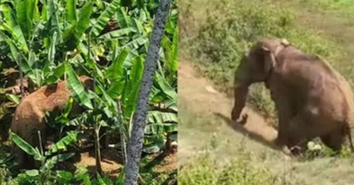 Thanneerkomban died;The cause of death was drug overdose for the second time in 20 days? A special team was appointed to investigate what happened to the elephant