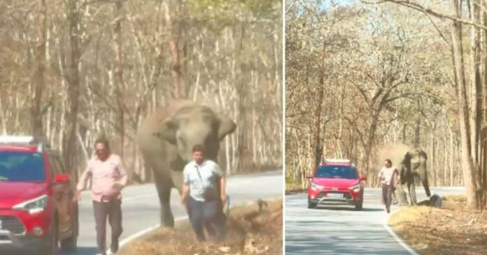 A trip to Ooty via Masanagudi! Travelers narrowly escaped being attacked by a wildebeest on the national highway; This is how it happened
