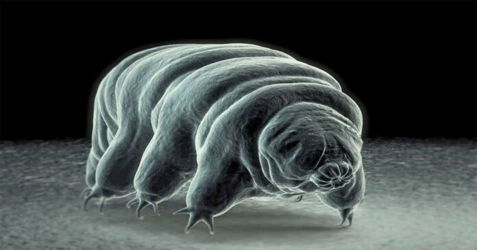 Scorching heat! Penetrating nuclear radiation! Very cold! All is well here; Amazing creatures called tardigrades
