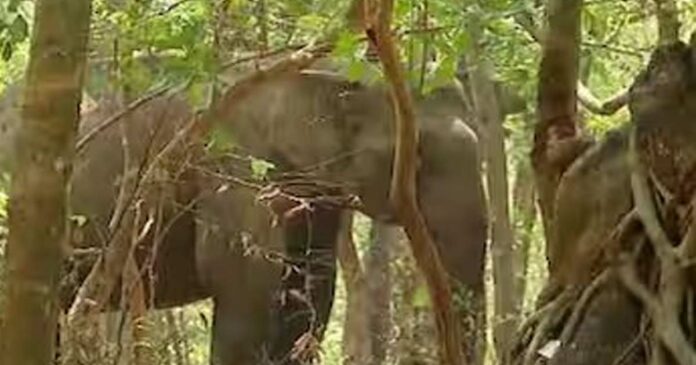 In Malampuzha, an injured wild elephant died. The elephant was hit by a train last Wednesday