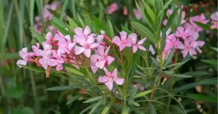 Oleander flower is not banned in temples for the time being! The Devaswom Board will take a final decision after receiving the scientific report