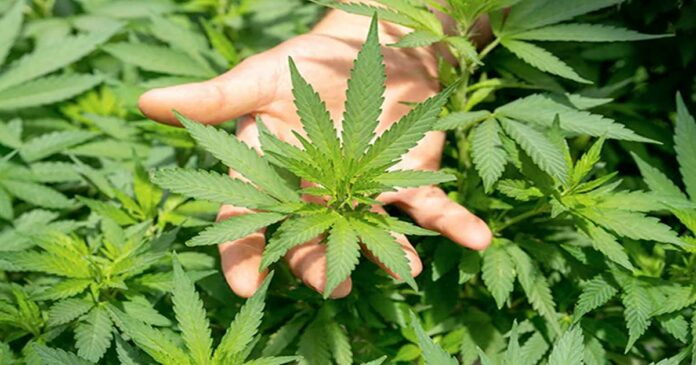 Pakistan turns to cannabis cultivation to overcome economic crisis; The goal is the global drug market!