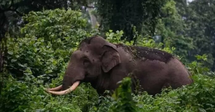 Farmer who was undergoing treatment died in Wayanad after being attacked by a wild elephant