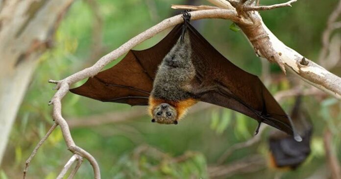 NIPAH