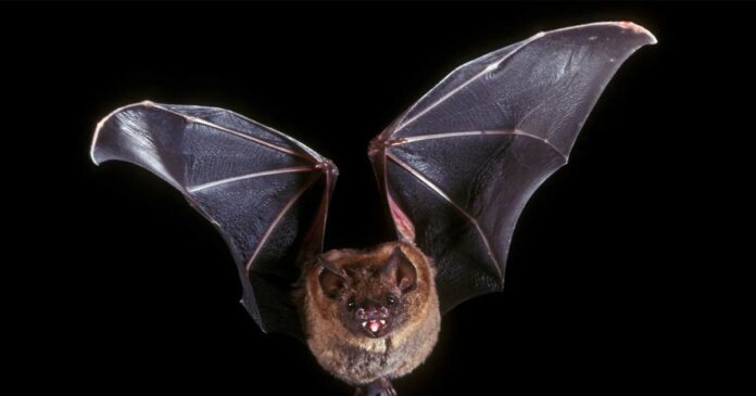 Nipah case in Malappuram !Virus antibody presence in bat sample taken from Pandikkad