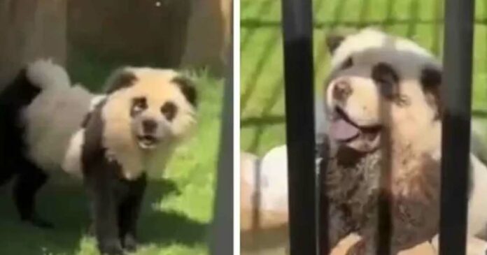 panda