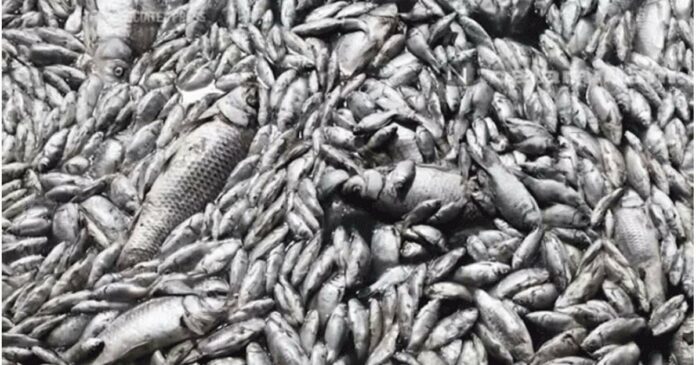 ashtamudi lake fish mass death