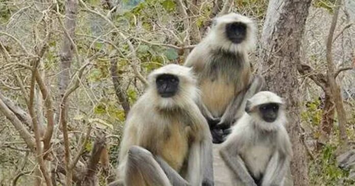 monkeys