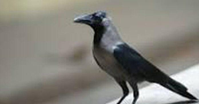image of crow