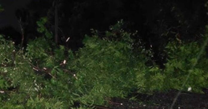 TREE FALL ON RAILWAY TRACK