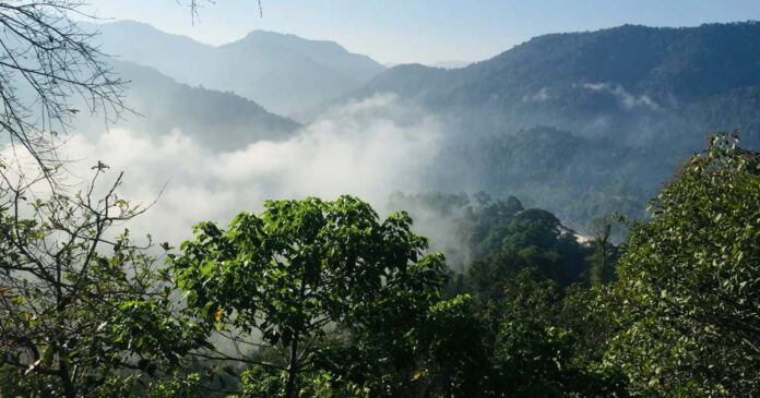 Sabarimala Forest
