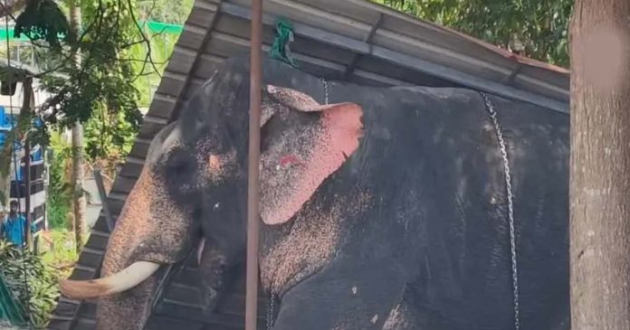 elephant